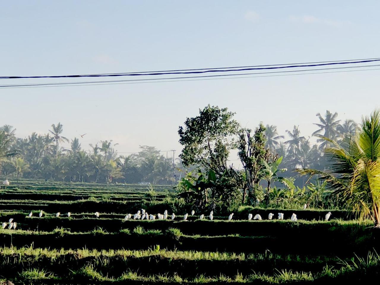 Villa Neyang Ubud  Ngoại thất bức ảnh